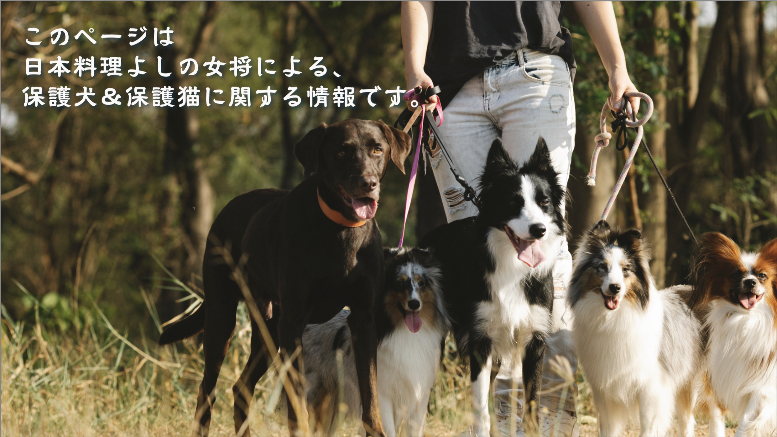 このページは日本料理よしの女将による、保護犬＆保護猫に関する情報です。